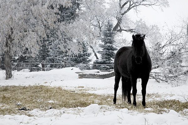winter-horse.jpg